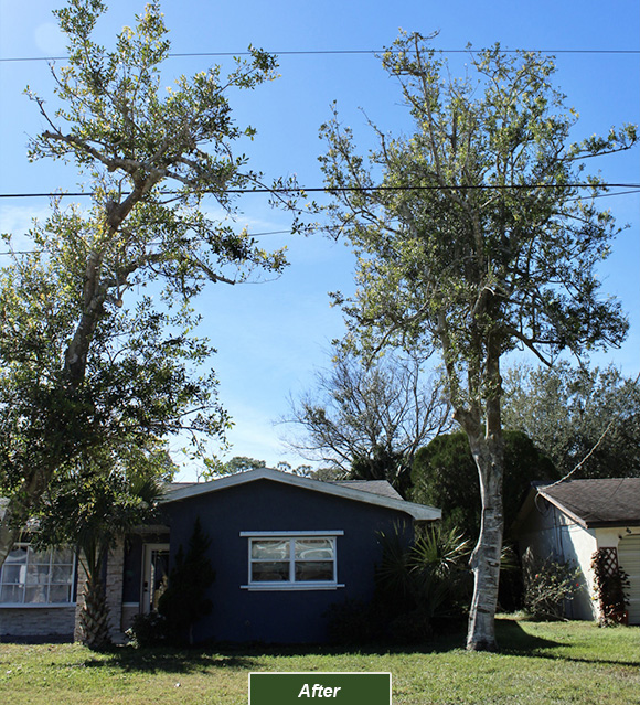 The final results of our Orlando tree trimming team's work.