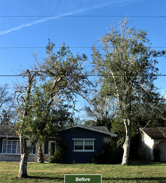 A tree before receiving proper pruning from Tree Work Now's Orlando tree trimming team.