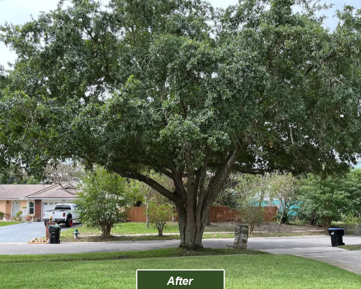 The final results of our Orlando tree trimming team's work.