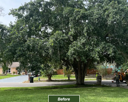 A tree before receiving proper pruning from Tree Work Now's Orlando tree trimming team.