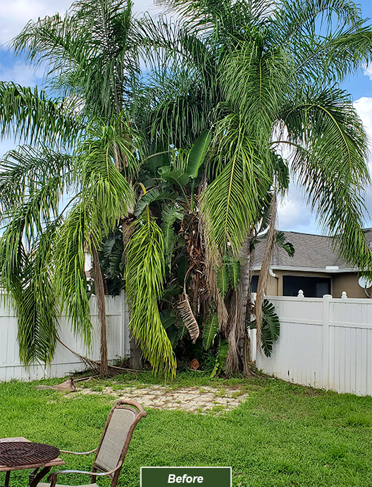 A tree before receiving proper pruning from Tree Work Now's Orlando tree trimming team.