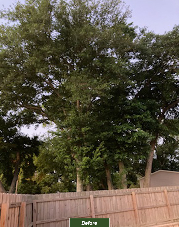 A tree before receiving proper pruning from Tree Work Now's Orlando tree trimming team.