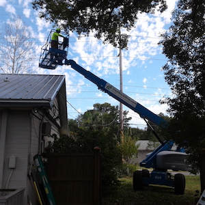 Tree service in Orlando