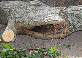 Ask a certified arborist, how can I tell when I should remove a tree if it has disease or rot?