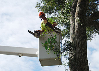 Tree trimming in Orlando performed by crew member in bucket truck - view 1