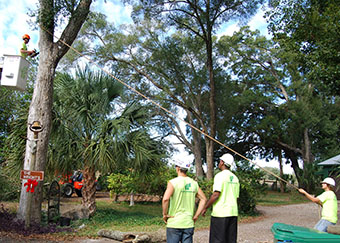 Ensuring the safety of a tree trimming crew member in Orlando