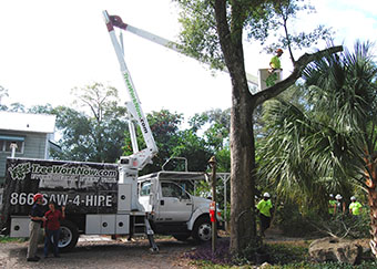 Large bucket truck assists crew trimming trees in Orlando
