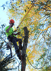 Tree work in Orlando performed by a licensed and insured crew
