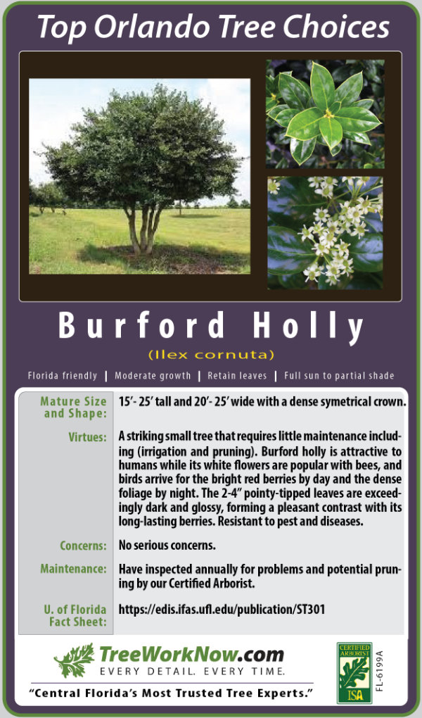 Burford Holly