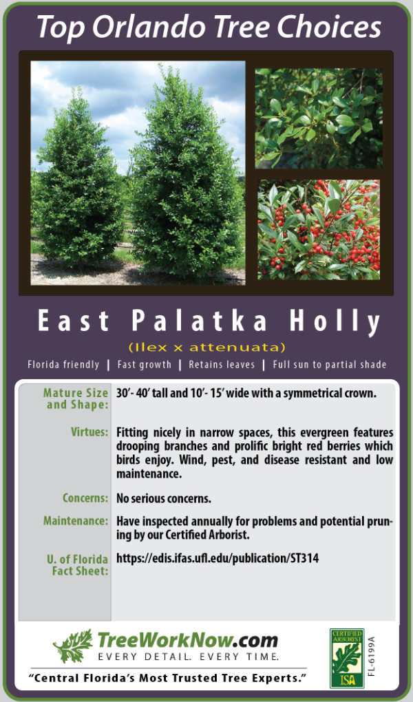 East Palatka Holly
