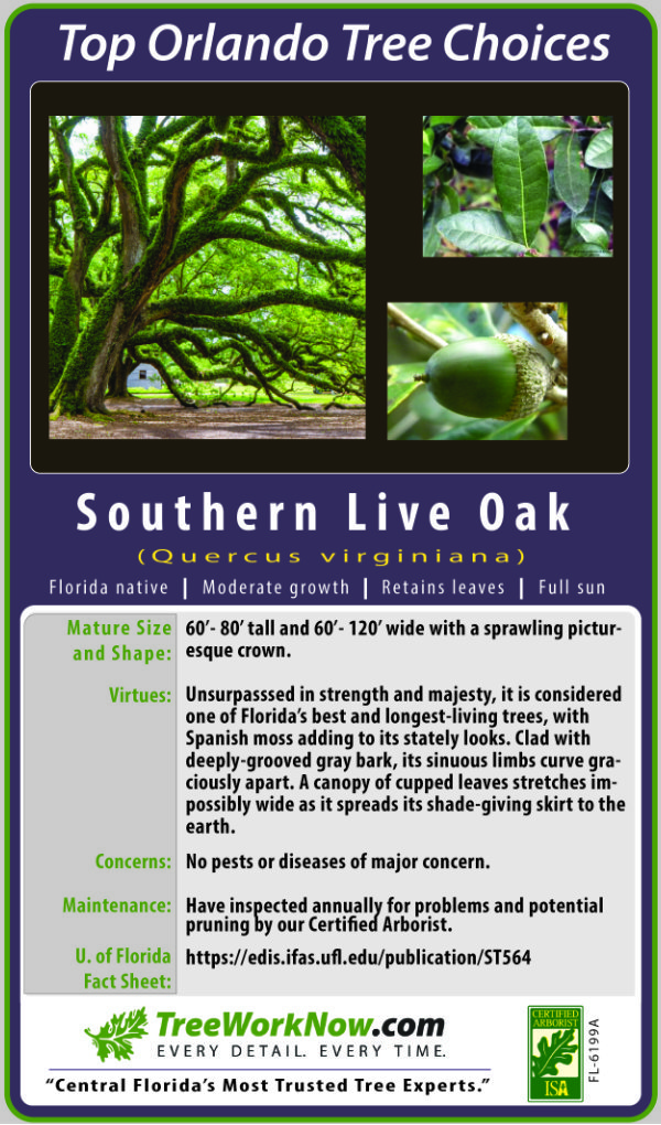 Southern Live Oak