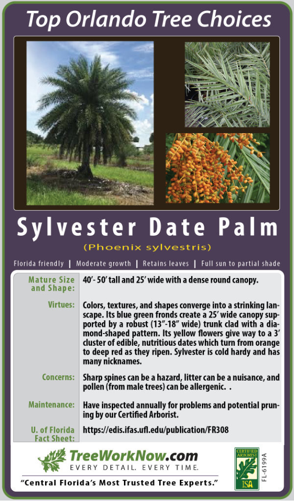 Sylvester Date Palm